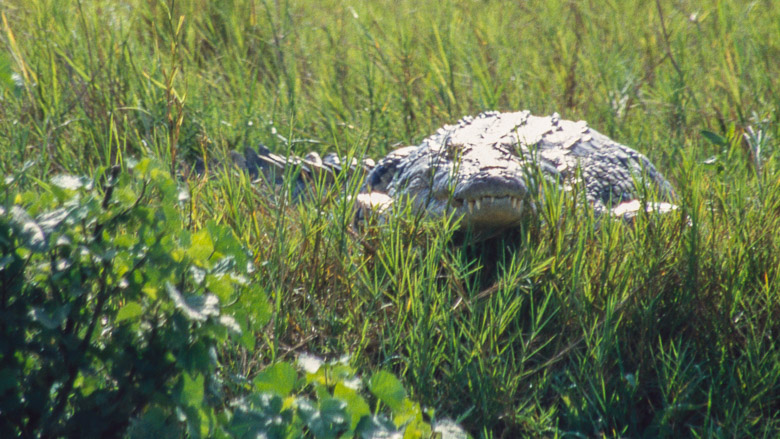 Uganda, Park Narodowy Wodospadów Murchinsona, 