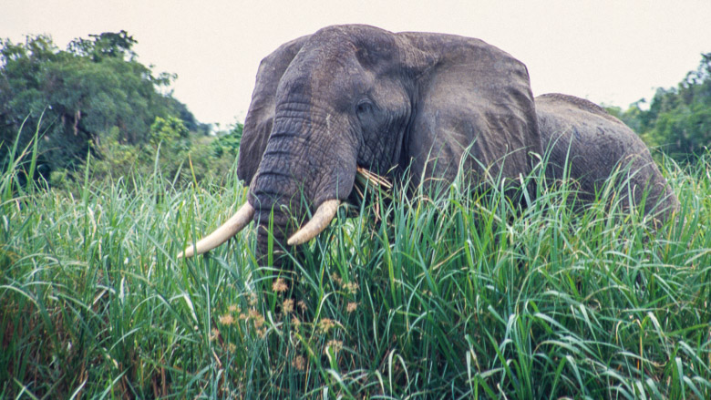 Uganda, Park Narodowy Wodospadów Murchinsona, 