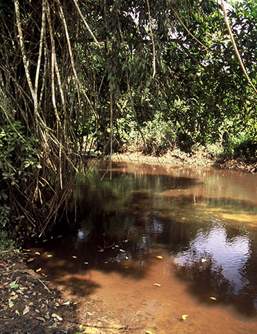 Kamerun, Ebolowa, 