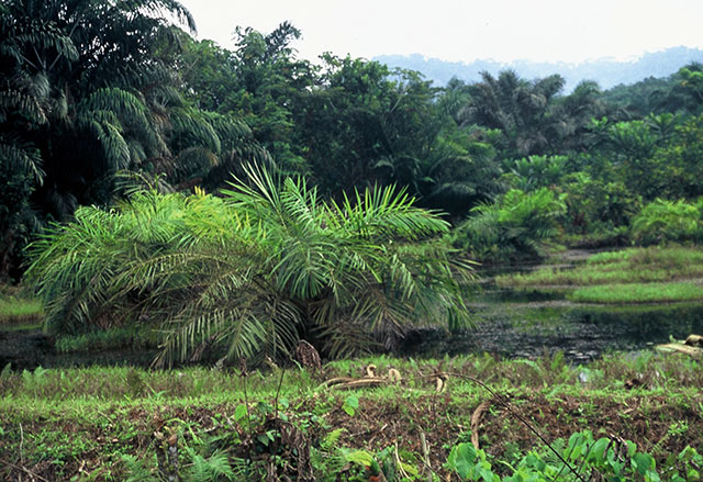 Kamerun, Ebolowa, 