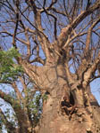 Baobab