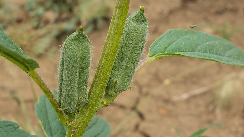 Sudan Południowy, Kapoeta, 