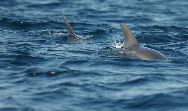 Tanzania, Kizimkazi, 