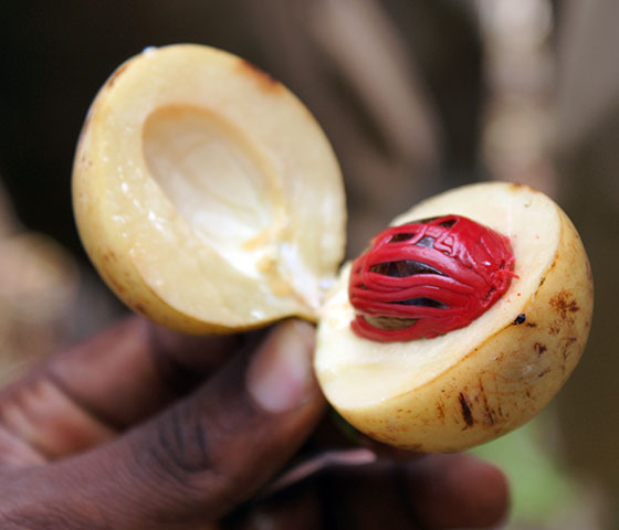 Tanzania, Zanzibar, 