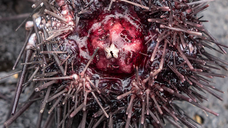 Wyspy Świętego Tomasza i Książęca, Sao Tome, 