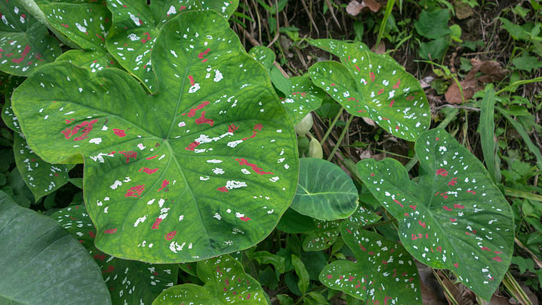 Wyspy Świętego Tomasza i Książęca, Neves, 
