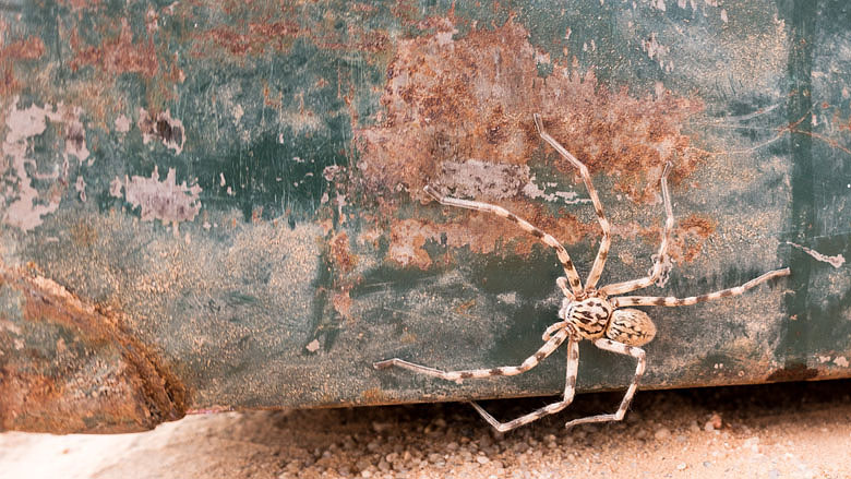 Algieria, Tassili n´Ajjer, 