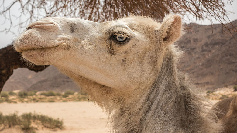 Algieria, Tassili n´Ajjer, 