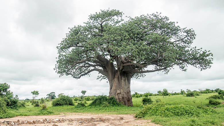 Botswana, Chobe, 