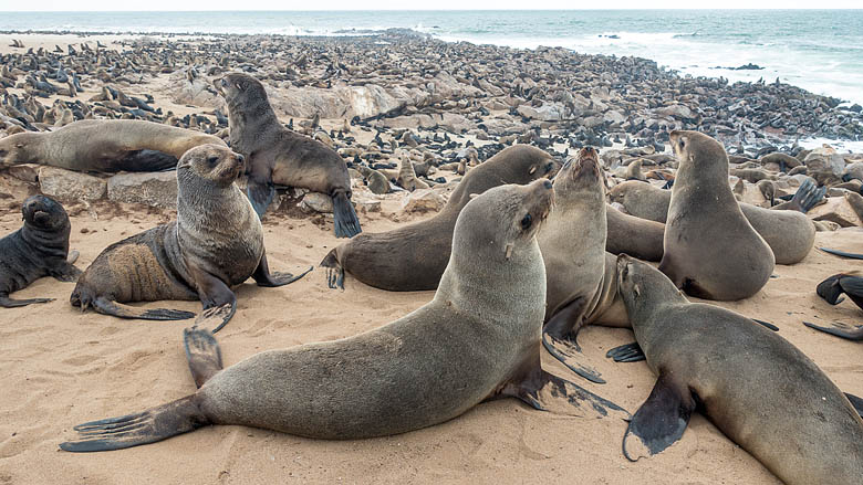 Namibia, Cape Cross, 