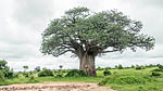 Baobab