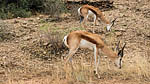 Springbok