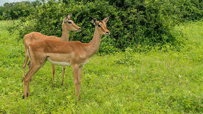 Botswana, Chobe, 