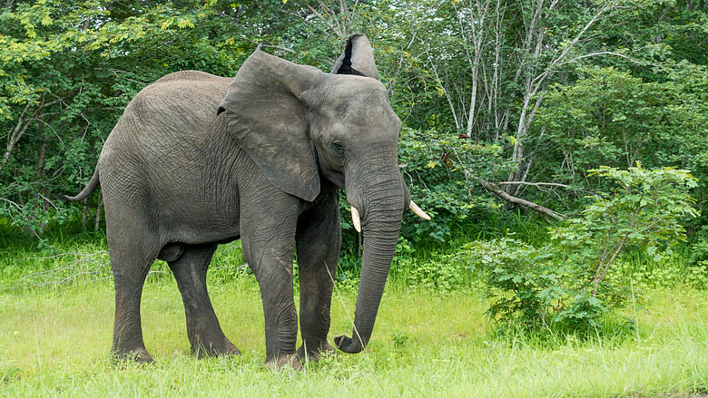 Botswana, Chobe, 
