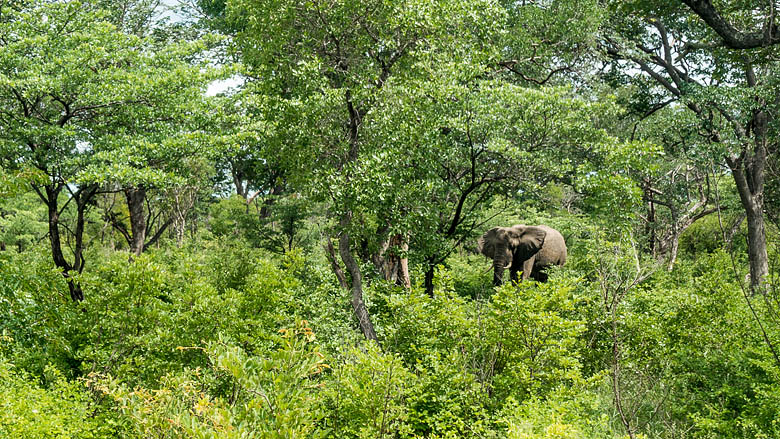 Botswana, Chobe, 