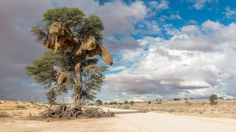 Republika Południowej Afryki, Kalahari, 