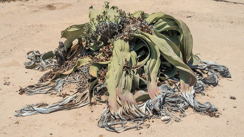 Namibia, Swakopmund, 