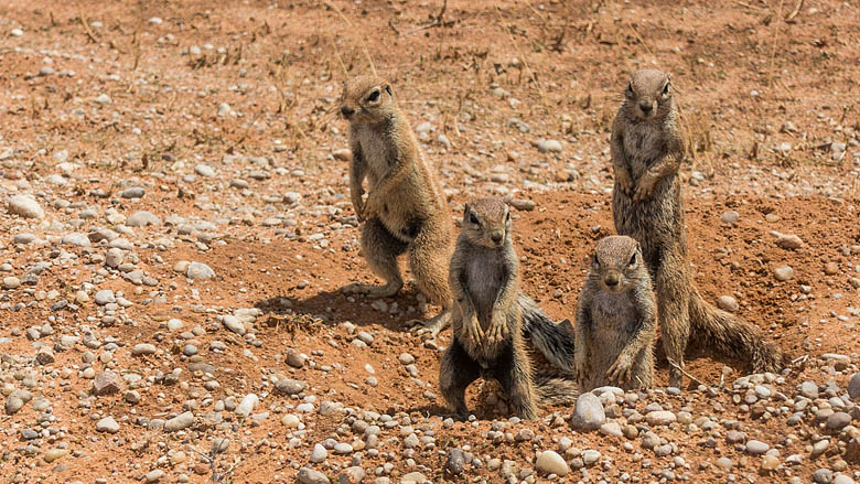 Republika Południowej Afryki, Kalahari, 