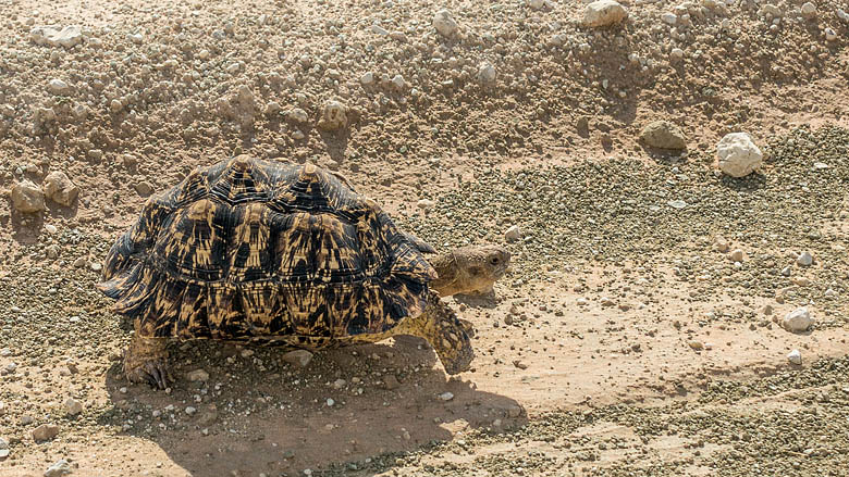 Republika Południowej Afryki, Kalahari, 