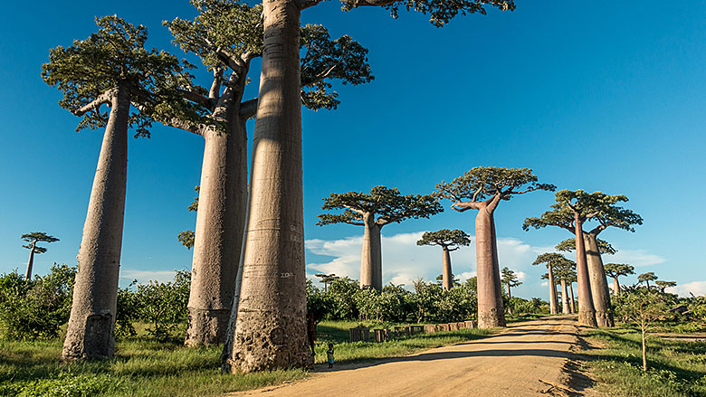 Madagaskar, Morondava, 