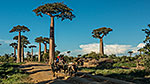 Aleja baobabów