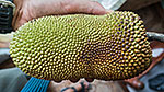 Jackfruit