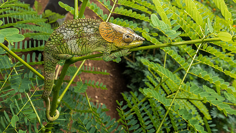 Madagaskar, Park Narodowy Montagne d´Ambre, 