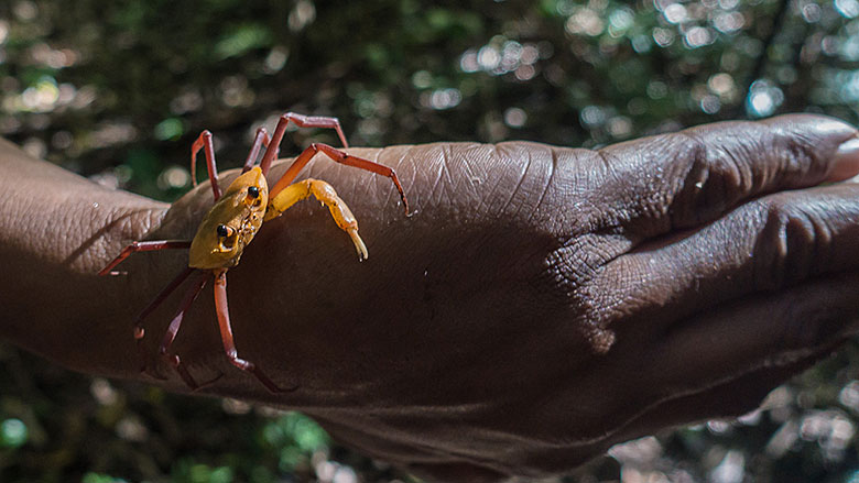 Madagaskar, Park Narodowy Ankarana, 