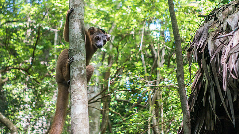 Madagaskar, Park Narodowy Ankarana, 