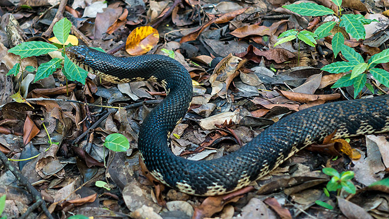Madagaskar, Park Narodowy Ankarana, 