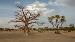 Baobab