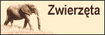 zwierzeta