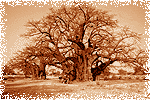 Baobab Baobab