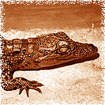Krokodyl Krokodyl