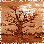 Baobab