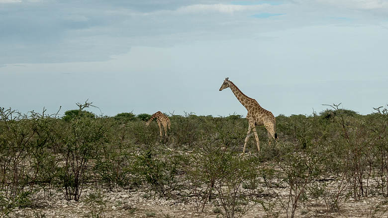 Namibia, Etosza, 