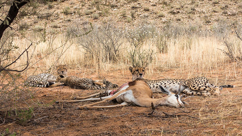 Republika Południowej Afryki, Kalahari, 