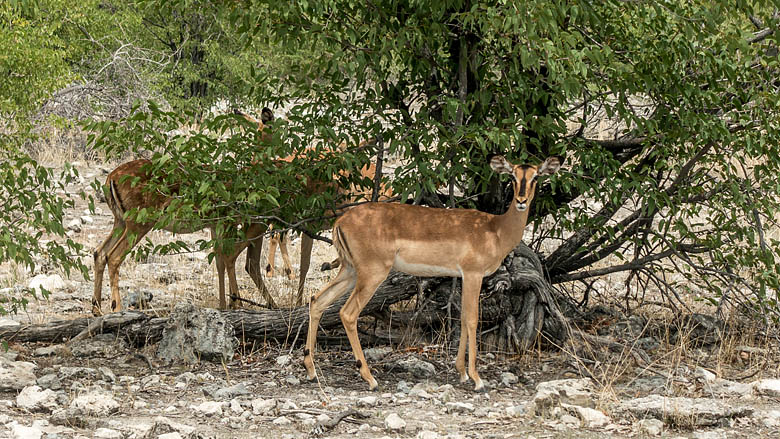 Namibia, Etosza, 