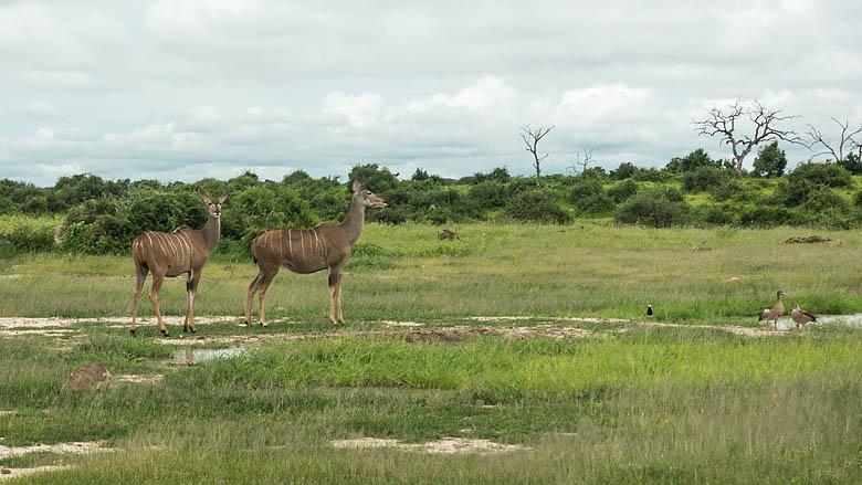 Botswana, Chobe, 
