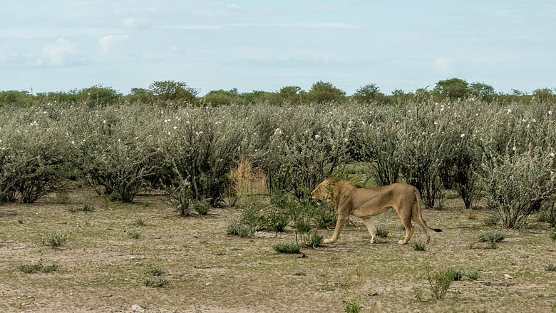 Namibia, Etosza, 