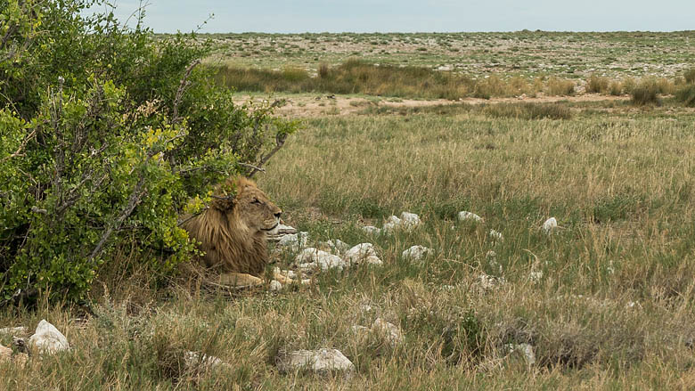Namibia, Etosza, 