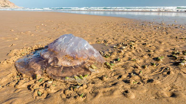 Republika Południowej Afryki, Nature&acute;s Valley, 