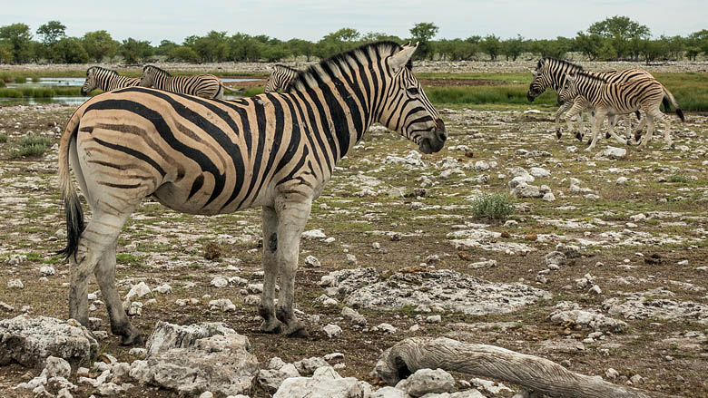 Namibia, Etosza, 