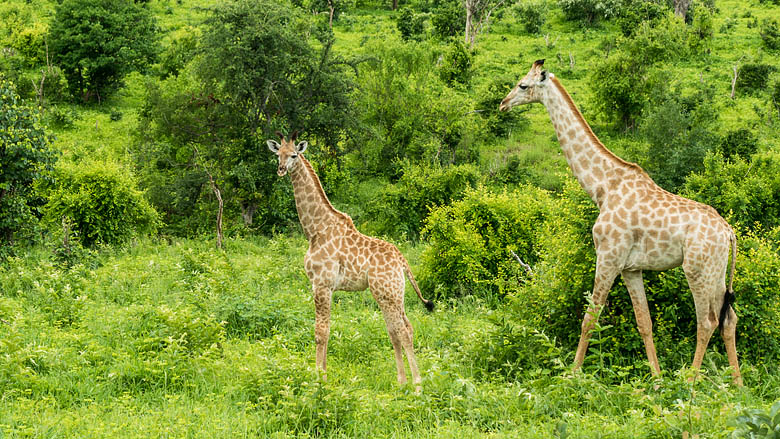 Botswana, Chobe, 