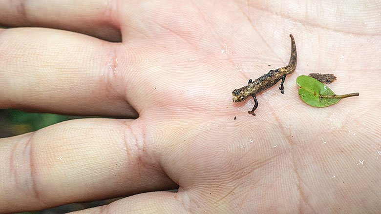 Madagaskar, Park Narodowy Montagne d´Ambre, 