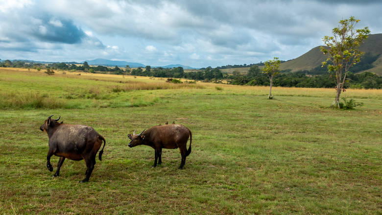 Gabon, Lopé, 