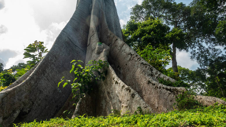 Gwinea Równikowa, Sampaka, 