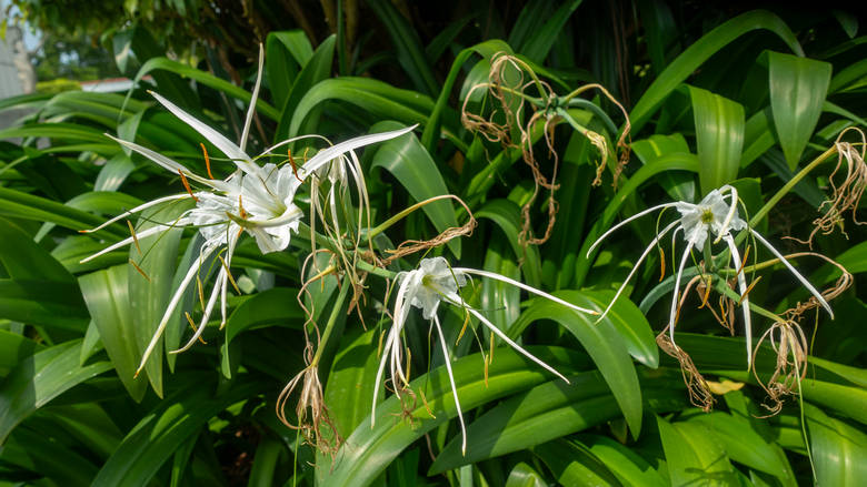 Gwinea Równikowa, Malabo, 