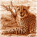 Gepard