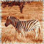 Zebra